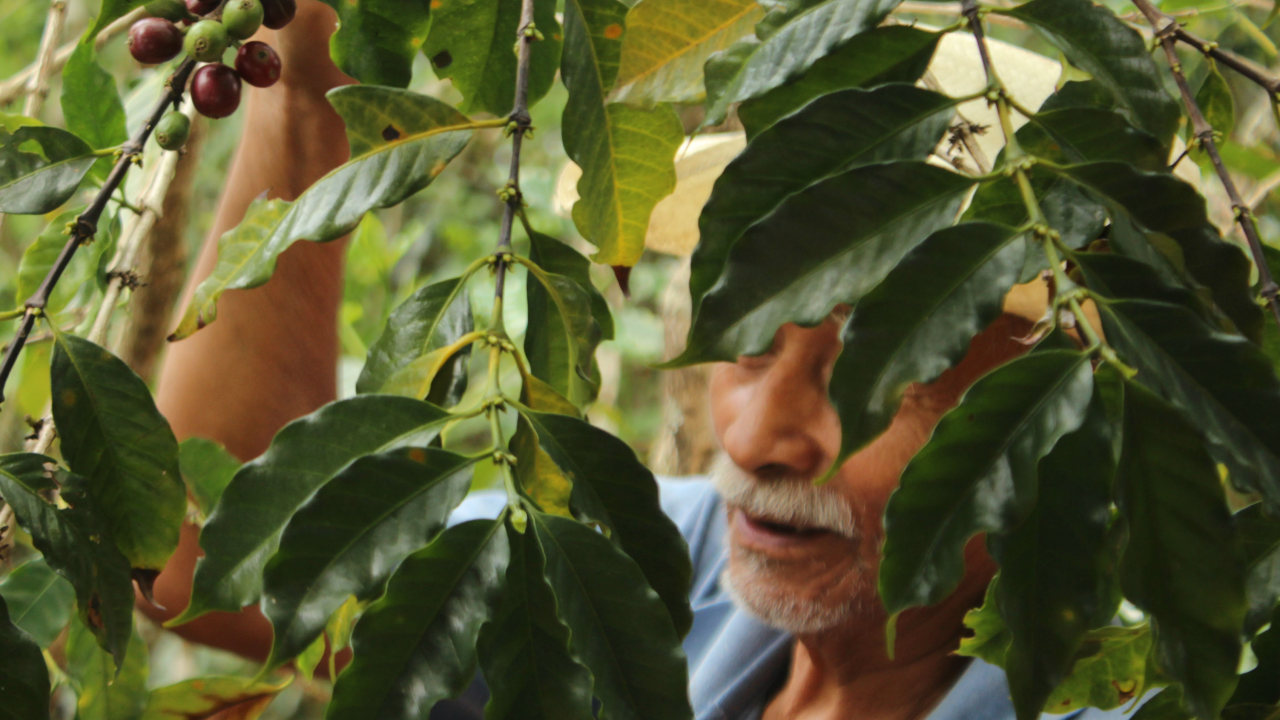 Man with a mustache, wearing a hat and a blue shirt stands behind coffee plants. He is reaching out to inspect them. 