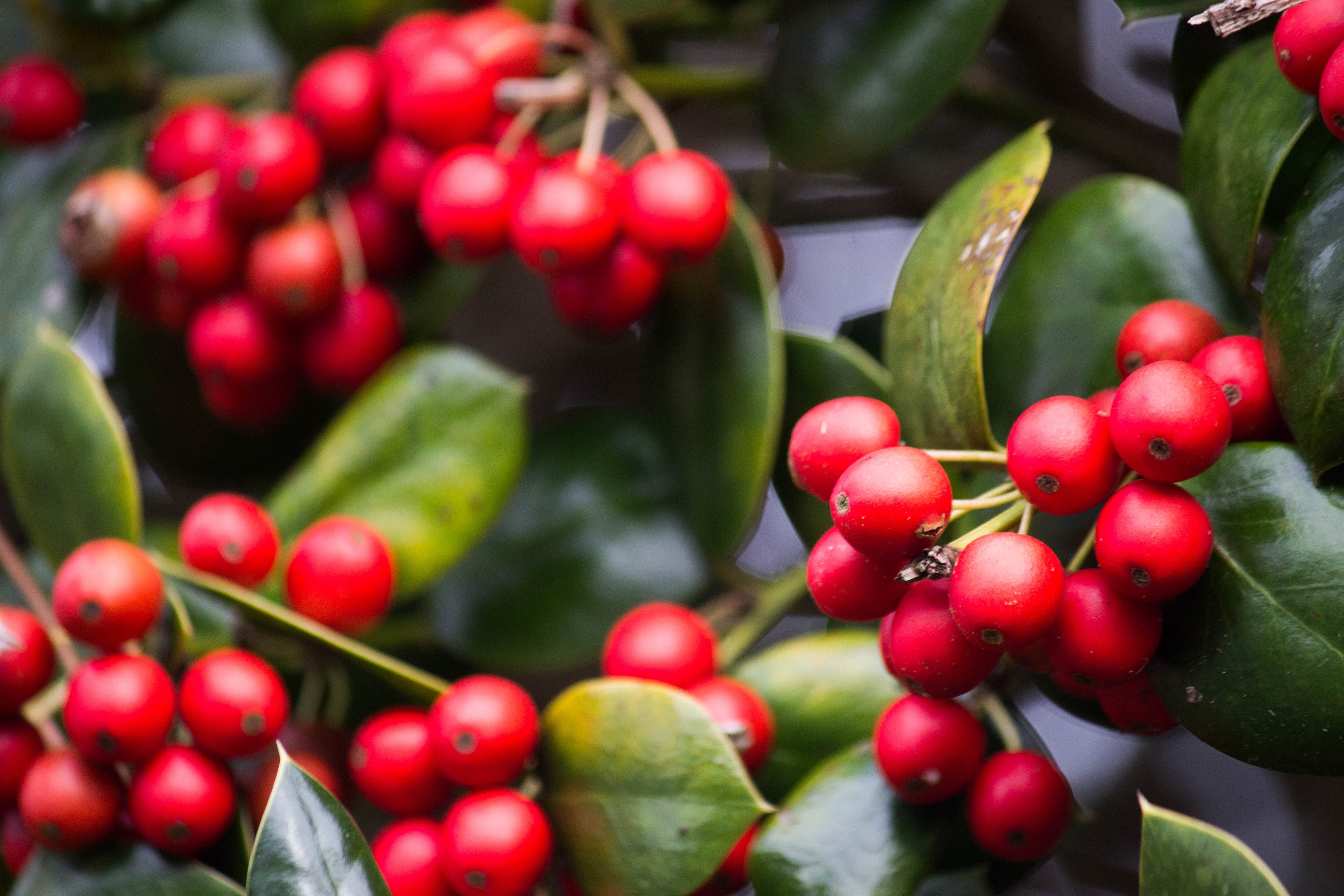 Red coffee cherries on a coffee plant. 