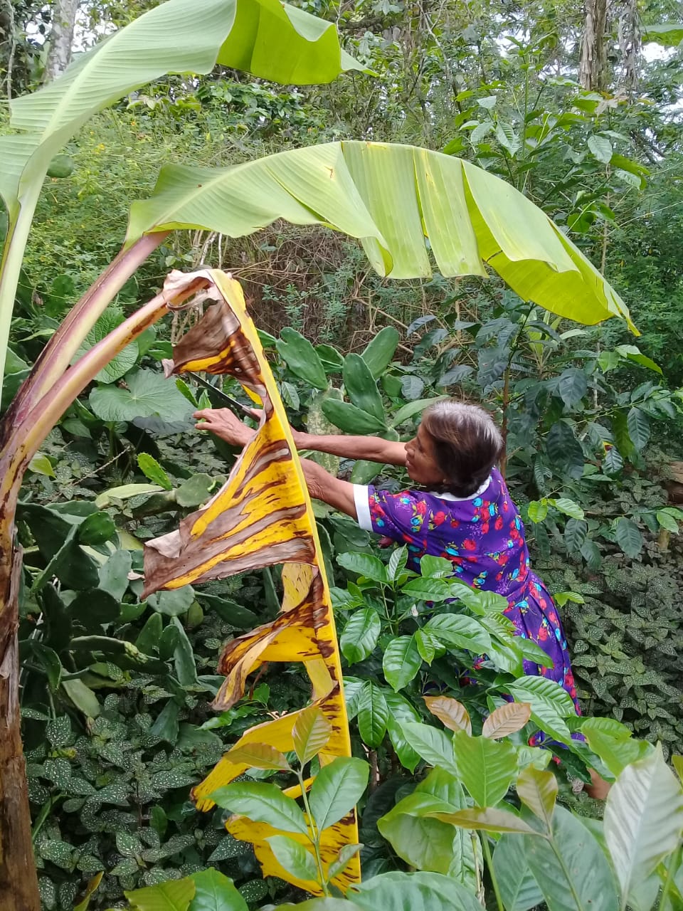 A lady with grey braided hair and a purple floral dress is holding a machete. She is leaning over some plants to a cactus. She cuts a small section of the cactus off. There is a banana plant in the front of the frame. 